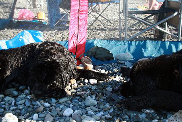 Фото: Белка и Фрей