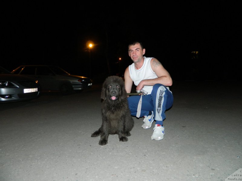 Фото: дочь, ньюфаундленд CHernyiy SHarm Amber Best Dog FO Marleon (Черный Шарм Амбер Бест Дог ФО Марлеон), ньюфаундленд Akvamarinovaya Krasotka dlya Marleon (Аквамариновая Красотка для Марлеон)