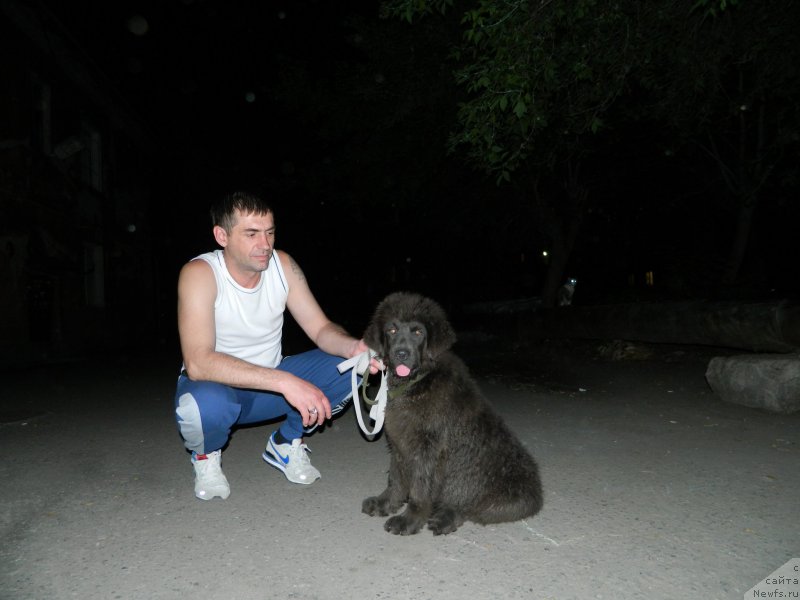 Фото: дочь, ньюфаундленд CHernyiy SHarm Amber Best Dog FO Marleon (Черный Шарм Амбер Бест Дог ФО Марлеон), ньюфаундленд Akvamarinovaya Krasotka dlya Marleon (Аквамариновая Красотка для Марлеон)