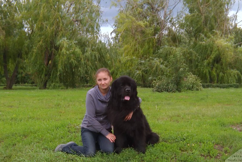 Фото: ньюфаундленд Chernyj Chank s Berega Dona (Черный Чанк с Берега Дона)