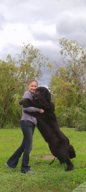 Фото: ньюфаундленд Chernyj Chank s Berega Dona (Черный Чанк с Берега Дона)