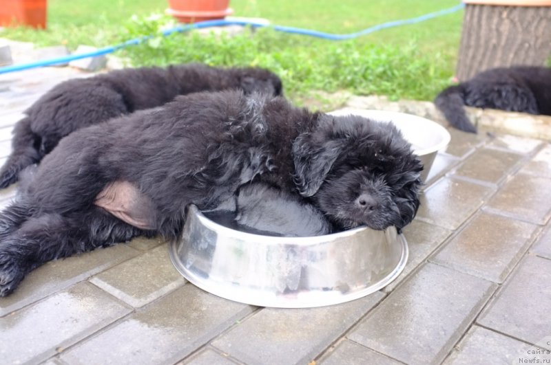 Фото: ньюфаундленд Super Premium Invisible (Супер Премиум Инвисибл), ньюфаундленд Yuzhny Sharm iz Medvejyego Yara (Южный Шарм из Медвежьего Яра), питомник 