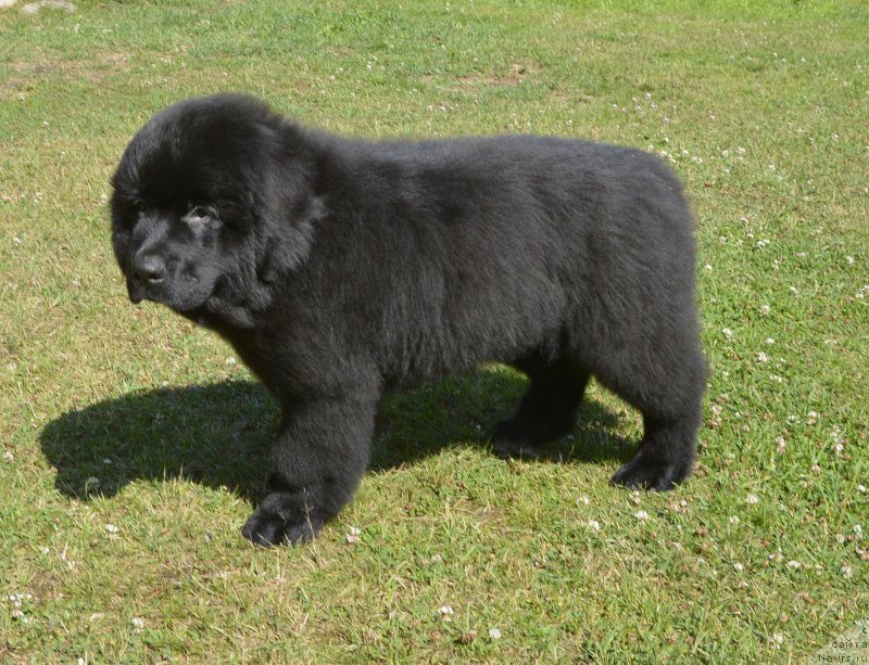 Фото: ньюфаундленд Smigar YUliks Solnechnyiy (Смигар Юликс Солнечный)