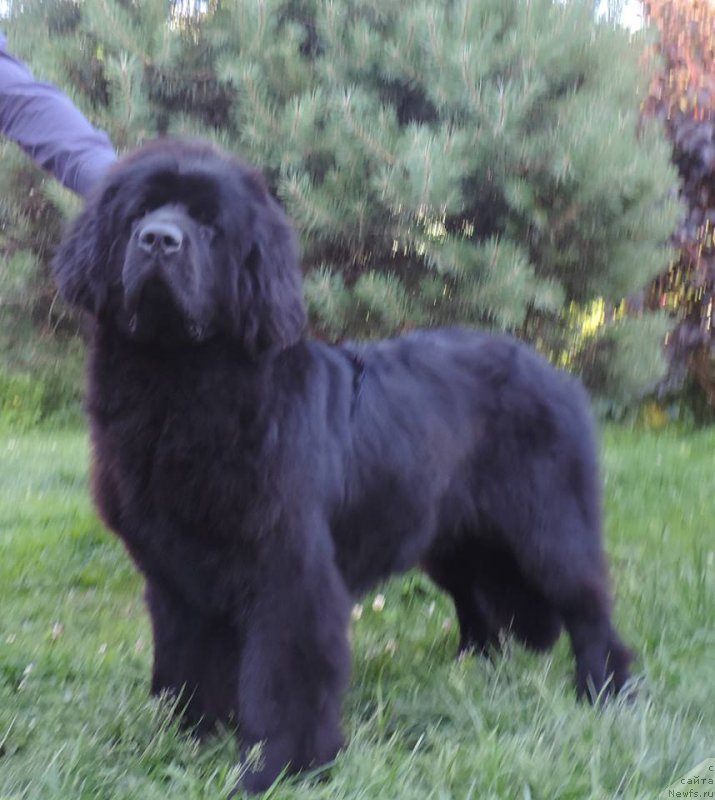 Фото: ньюфаундленд Love Inside Your Soul Moon Bear (Love Inside Your Soul Moon Bear)