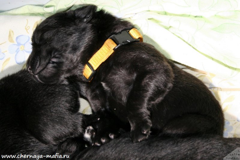 Фото: ньюфаундленд Chernaya Mafia Аngel Among Us (Черная Мафия Ангел Амонг Ус)