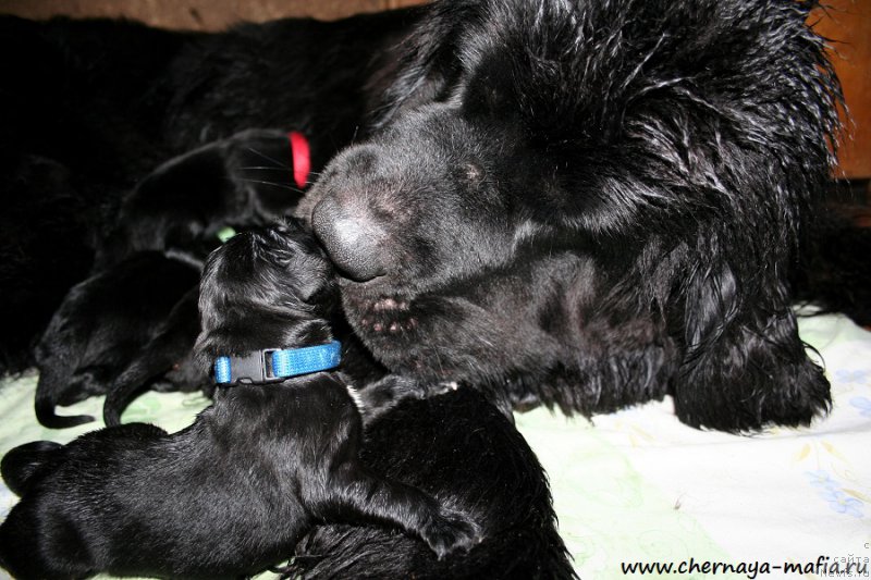 Фото: ньюфаундленд Chernaya Mafia Аlluring Prospect (Черная Мафия Аллуринг Проспект), ньюфаундленд Chernaya Mafia Magic Touch (Черная Мафия Магик Тоуч)