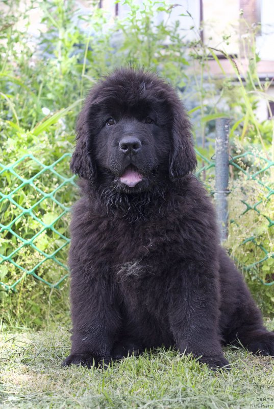 Фотография № 187274