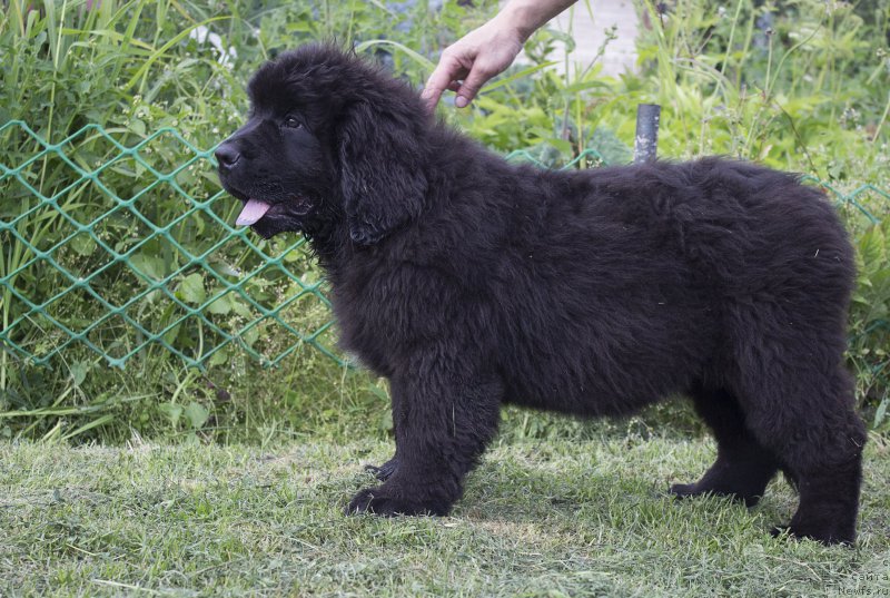 Фотография № 187275