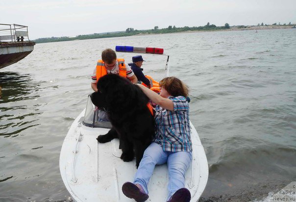 Фото: ньюфаундленд Radomir iz Plemeni Kedra (Радомир из Племени Кедра)