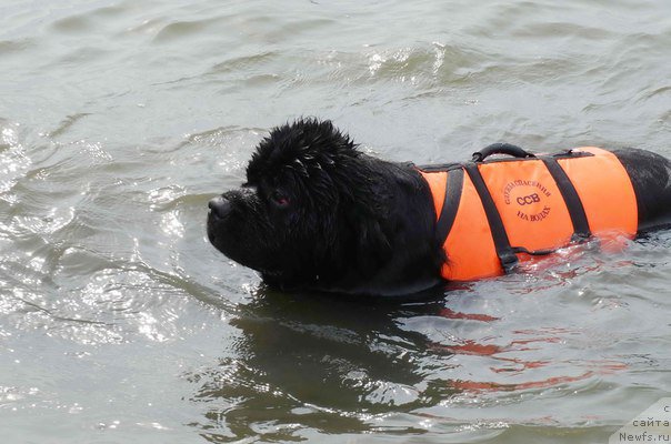Фото: ньюфаундленд Radomir iz Plemeni Kedra (Радомир из Племени Кедра)