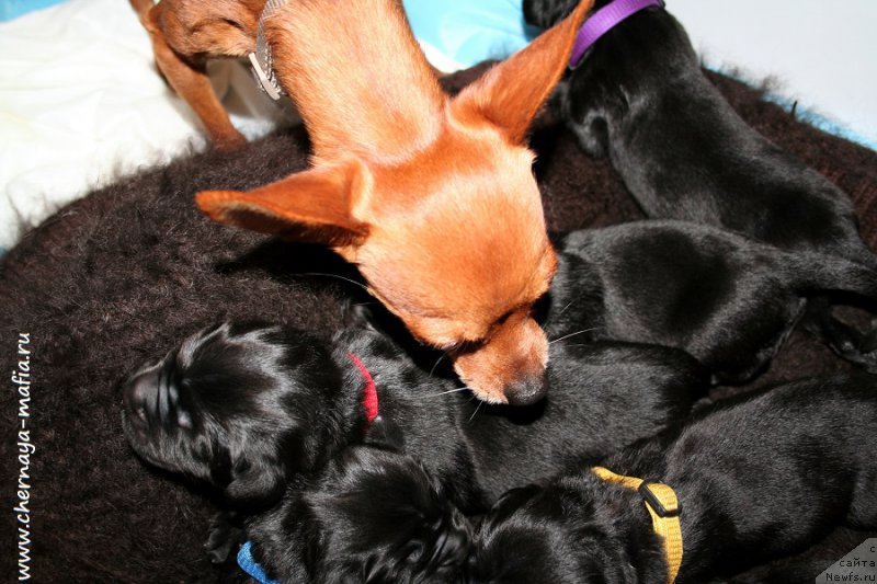 Фото: ньюфаундленд Chernaya Mafia Ace in the Hole (Черная Мафия Асе ин тхе Холе), ньюфаундленд Chernaya Mafia Аlluring Prospect (Черная Мафия Аллуринг Проспект)