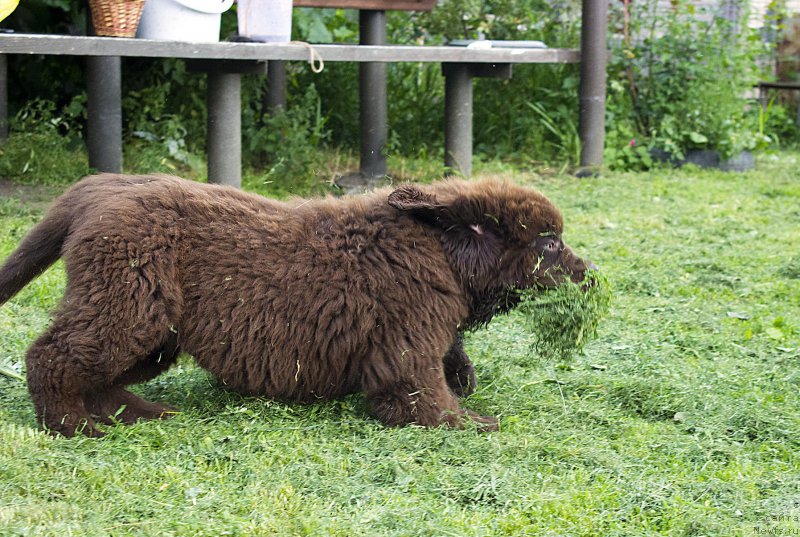 Фото: ньюфаундленд Brownblood MSK Zhani Osher (Браунблад МСК Жани Ошер)