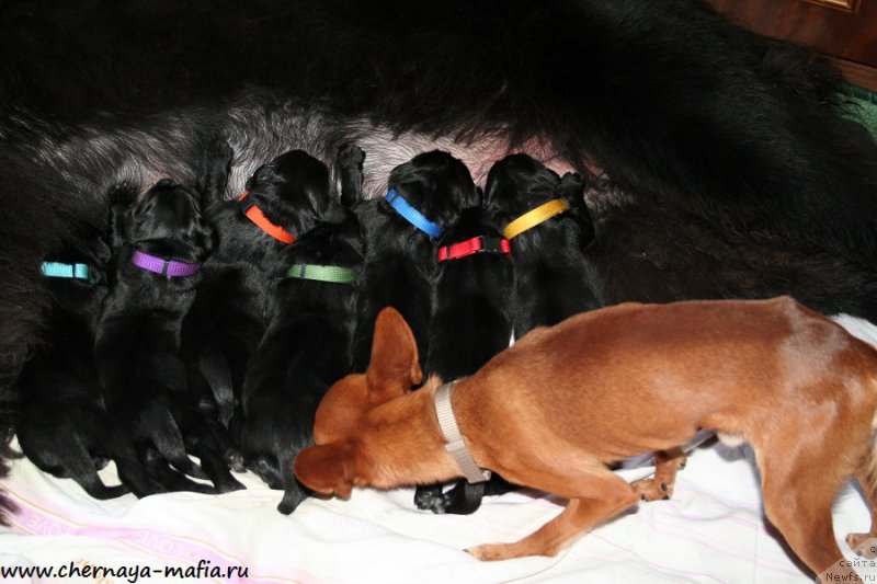 Фото: ньюфаундленд Chernaya Mafia Above and Beyond (Черная Мафия Абове анд Беуонд), ньюфаундленд Chernaya Mafia А Kind of Magic (Черная Мафия А Кинд оф Магик), ньюфаундленд Chernaya Mafia Аll Rights Reserved (Черная Мафия Алл Ригхтс Ресервед), ньюфаундленд Chernaya Mafia Attractive Power (Черная Мафия Аттрактиве Повер), ньюфаундленд Chernaya Mafia Аlluring Prospect (Черная Мафия Аллуринг Проспект), ньюфаундленд Chernaya Mafia Ace in the Hole (Черная Мафия Асе ин тхе Холе), ньюфаундленд Chernaya Mafia Аngel Among Us (Черная Мафия Ангел Амонг Ус)