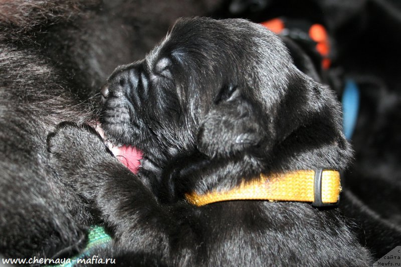 Фото: ньюфаундленд Chernaya Mafia Аngel Among Us (Черная Мафия Ангел Амонг Ус)