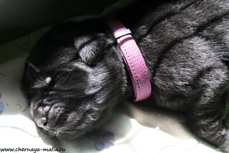 Фото: ньюфаундленд Chernaya Mafia А Kind of Magic (Черная Мафия А Кинд оф Магик)