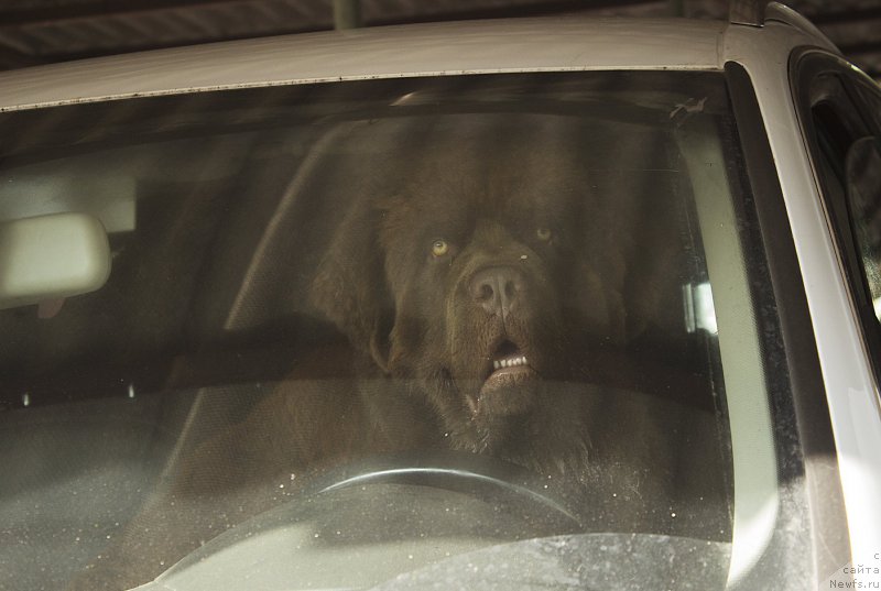 Фото: ньюфаундленд Brownblood MSK Hayes Hago (Браунблад МСК Хаиес Хаго)