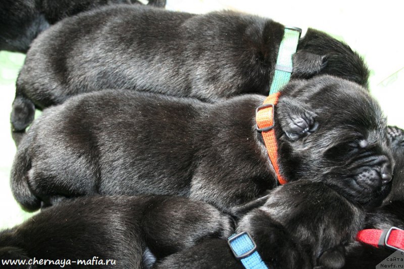 Фото: ньюфаундленд Chernaya Mafia Аll Rights Reserved (Черная Мафия Алл Ригхтс Ресервед)
