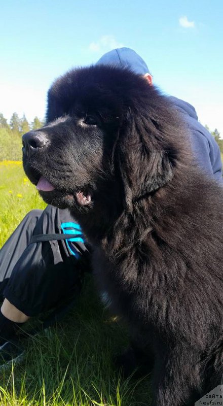 Фото: ньюфаундленд Beguschaya po Volnam Bask tu ze Future (Бегущая по Волнам Баск ту зе Футуре)