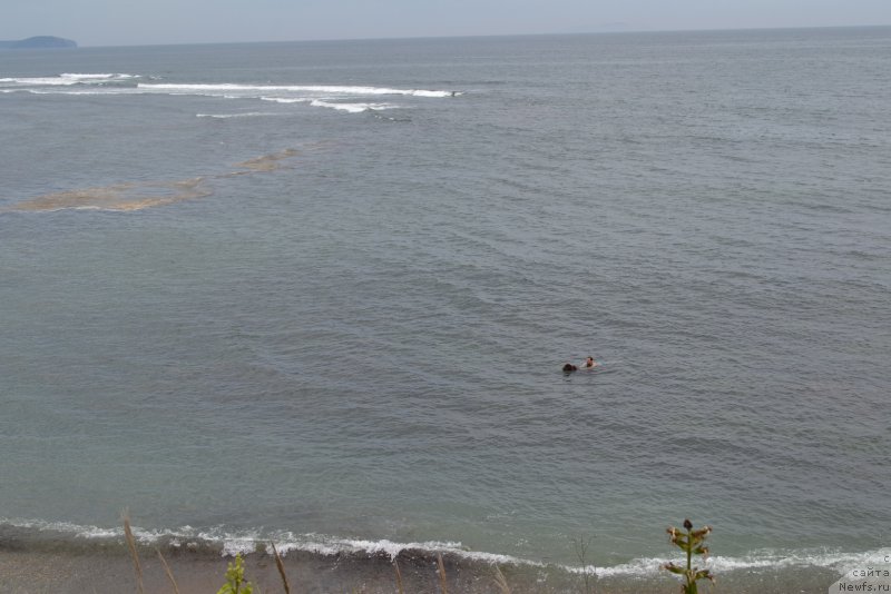 Фото: ньюфаундленд Aquatoriya Kelvin Riverdance (Акватория Келвин Риверданс)