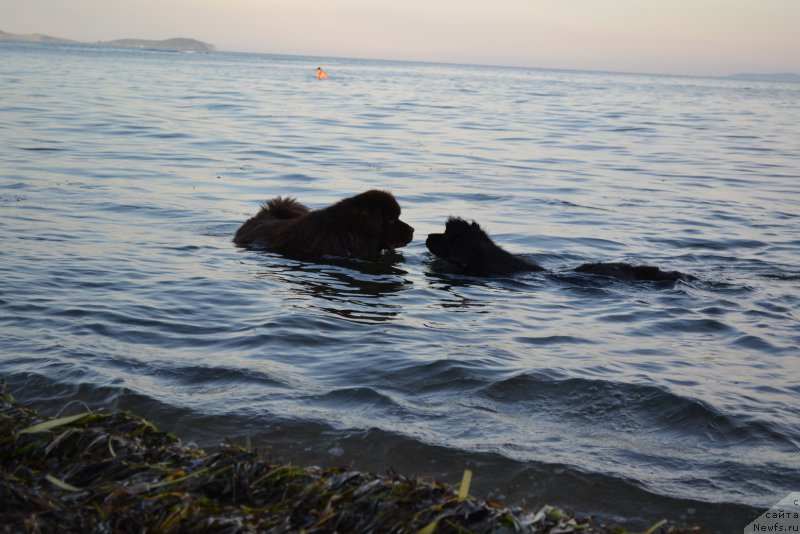 Фото: ньюфаундленд Aquatoriya Kelvin Riverdance (Акватория Келвин Риверданс), ньюфаундленд Talisman Morya Mishel' (Талисман Моря Мишель)