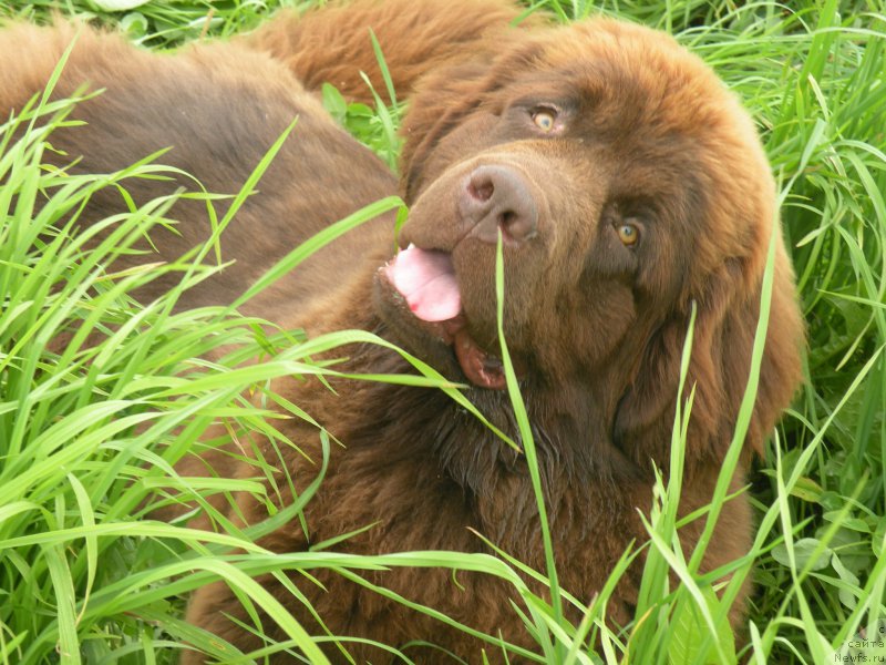 Фото: ньюфаундленд Vashe Blagorodie s Berega Dona (Ваше Благородие с Берега Дона)