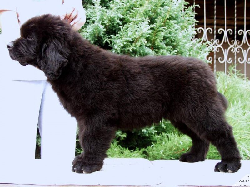 Фото: ньюфаундленд Jolie Mademuaselle iz Volotova (Жоли Мадемуазель из Волотова)