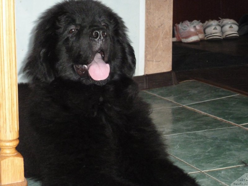 Фото: ньюфаундленд Naslednik Imperii (Наследник Империи)