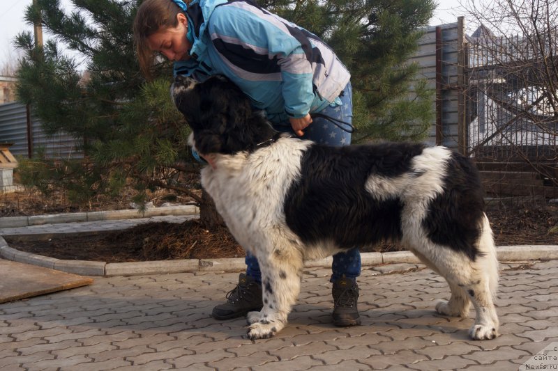 Фото: ньюфаундленд Sky With Diamonds Lazurit (Ску Витх Диамондс Лазурит)