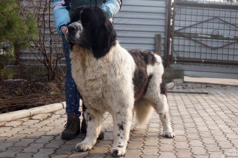 Фото: ньюфаундленд Sky With Diamonds Lazurit (Ску Витх Диамондс Лазурит)