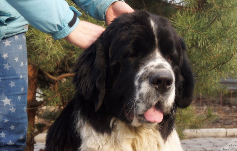 Фото: ньюфаундленд Sky With Diamonds Lazurit (Ску Витх Диамондс Лазурит)