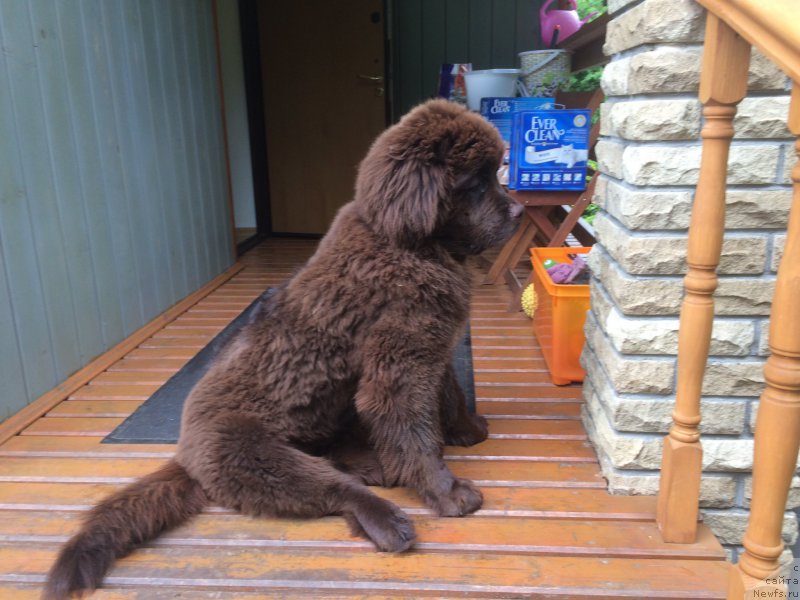 Фото: ньюфаундленд N'yufort Vasabi (Ньюфорт Васаби)