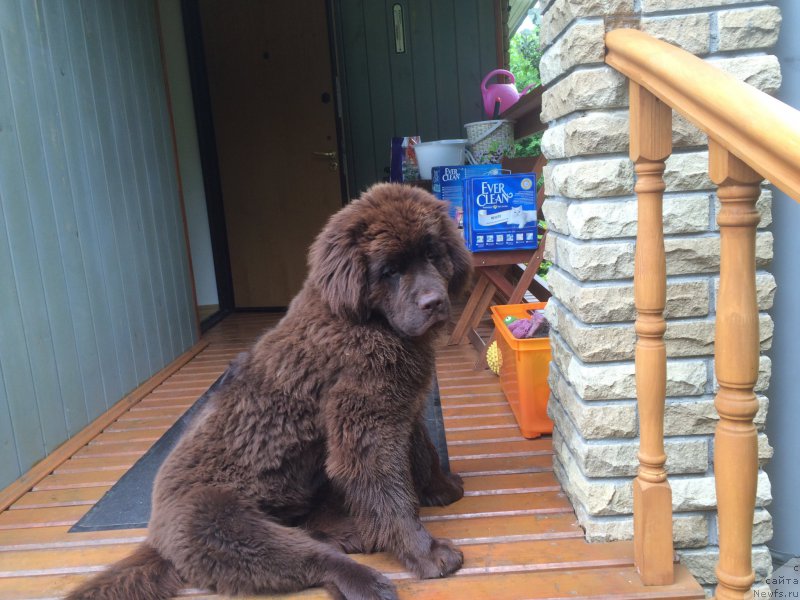 Фото: ньюфаундленд N'yufort Vasabi (Ньюфорт Васаби)