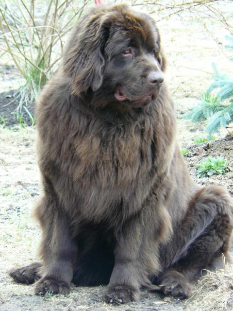 Фото: ньюфаундленд Pchyolkin Dom Andromeda (Пчёлкин Дом Андромеда)