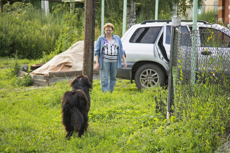 Фото: ньюфаундленд CHernyiy Balu Djons (Черный Балу Джонс)