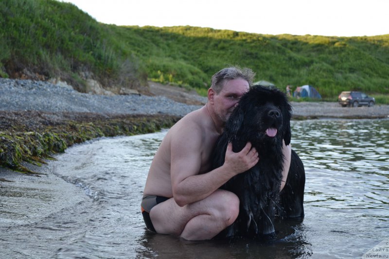 Фото: ньюфаундленд Talisman Morya Mishel' (Талисман Моря Мишель)