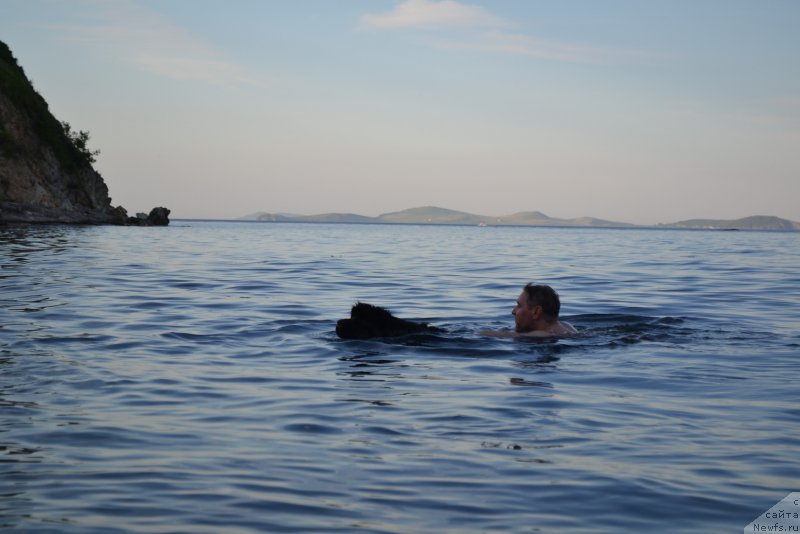 Фото: ньюфаундленд Talisman Morya Mishel' (Талисман Моря Мишель)