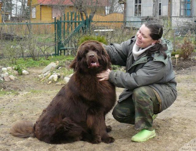 Фото: ньюфаундленд Pchyolkin Dom Andromeda (Пчёлкин Дом Андромеда), Elena Pushkareva (Елена Пушкарева)