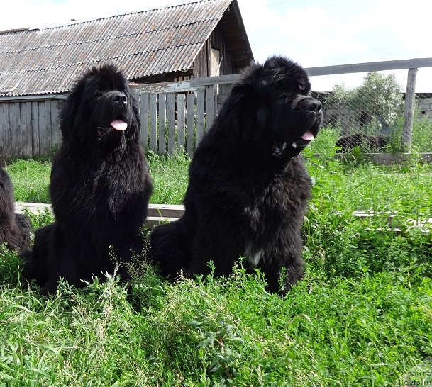 Фото: ньюфаундленд King of Helluland I'm Precious, ньюфаундленд N'yufort Carica Nochi (Ньюфорт Царица Ночи)