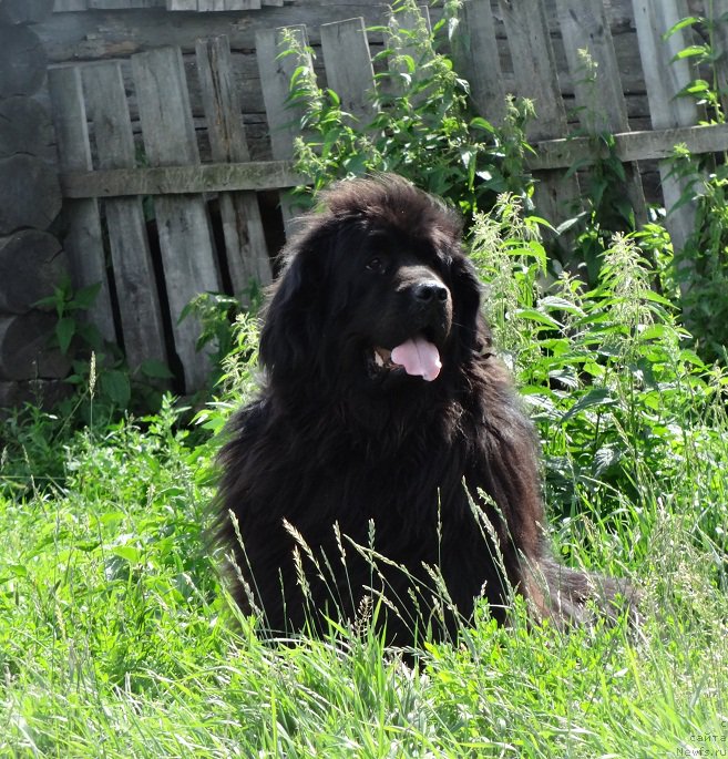 Фото: ньюфаундленд Feliciya (Фелиция)