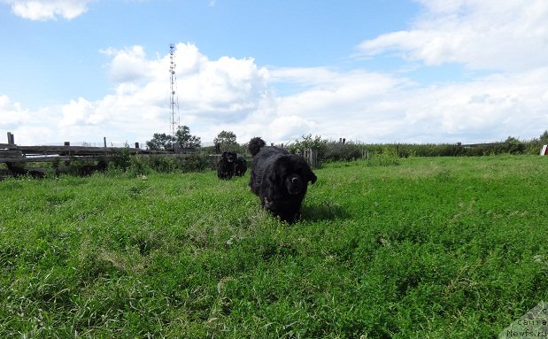 Фото: ньюфаундленд Promise To Love Midnight Bear (Promise To Love Midnight Bear)