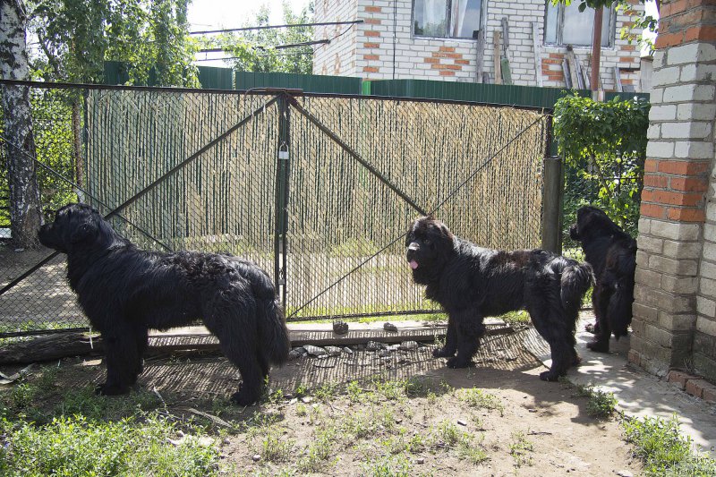 Фото: ньюфаундленд L'vinoe Serdce (Львиное Сердце), ньюфаундленд CHernyiy Balu Dobryinya (Черный Балу Добрыня), ньюфаундленд CHernyiy Balu Djons (Черный Балу Джонс)