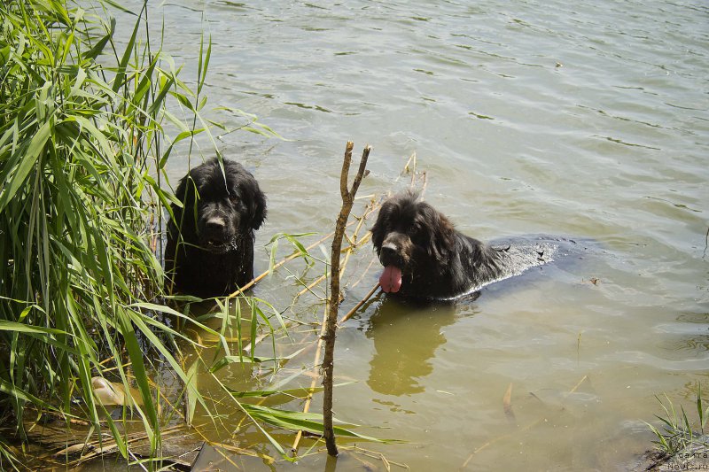 Фотография № 187434