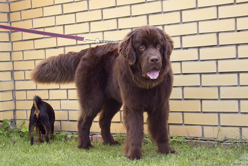 Фото: ньюфаундленд Naomi Tagoliri for Brouwnblood (Наоми Таголири фор Браунблад)