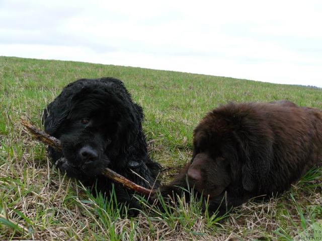 Фото: ньюфаундленд Berta (Берта), ньюфаундленд Pchyolkin Dom Andromeda (Пчёлкин Дом Андромеда)