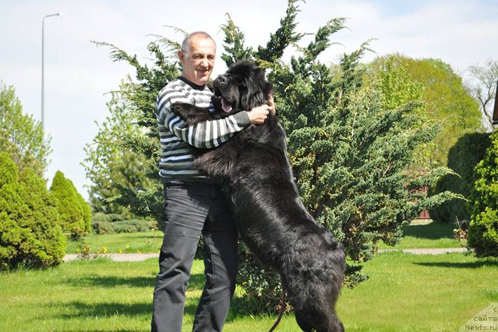 Фото: ньюфаундленд Zvezdnij Dar Afina dlja Berega Dona (Звездный Дар Афина для Берега Дона), Tat'yana Aktuganova (Татьяна Актуганова)