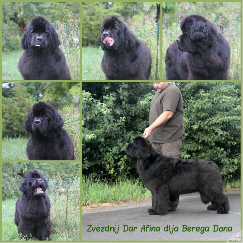 Фото: ньюфаундленд Zvezdnij Dar Afina dlja Berega Dona (Звездный Дар Афина для Берега Дона)