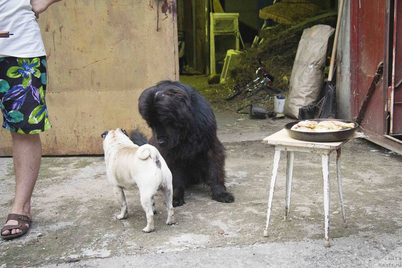 Фото: ньюфаундленд CHernyiy Balu Djons (Черный Балу Джонс)