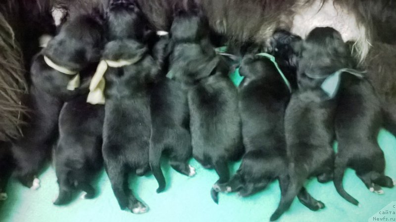 Фотография № 187458