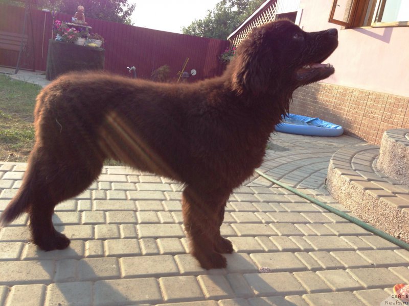 Фото: ньюфаундленд Velyke Malyatko Zhartivnytsya Myla