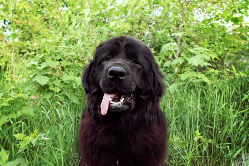 Фото: ньюфаундленд Gran Pri Tol'yatti Turandot (Гран При Тольятти Турандот)